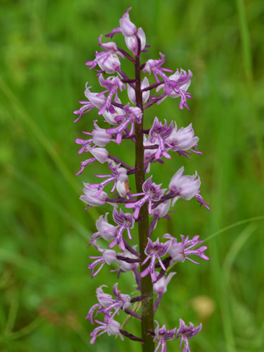 Foto Orchis-militaris (c) eMM.ro